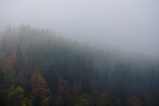 2008年奥运会乒乓球的冠军是谁？